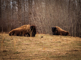 Woodland Bison Grassing