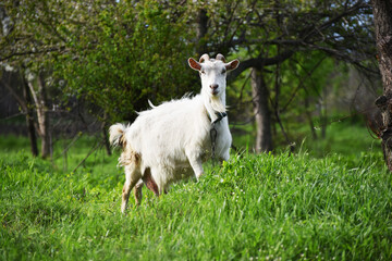 White goat standing and watching into distance, rural  wildlife photo in spring