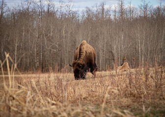 Woodland Bison Grassing