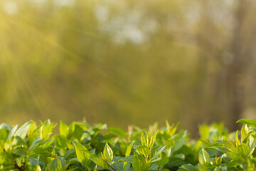Young spring sprouts in the rays of the spring sun. Background with nice bokeh for project layout.