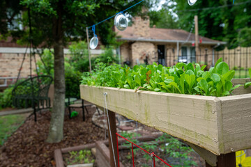 fresh lettuce home grown