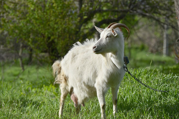 Obraz premium White goat standing and watching into distance, rural wildlife photo in spring