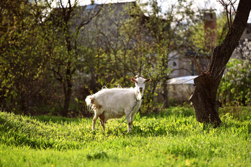 White goat standing and watching into distance, rural  wildlife photo in spring