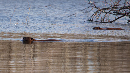 Beaver swimming near Beaver Lodge