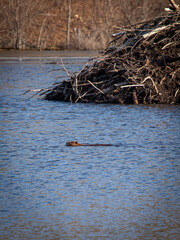 Beaver swimming near Beaver Lodge
