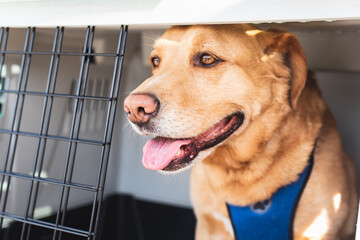 Golden retriever dog inside a car carrier