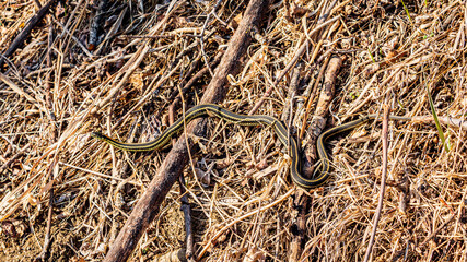 Garter snake in the grass