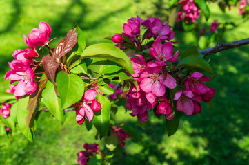 Blooming garden in spring. Blooming orchard apple tree. Spring background. Spring garden
