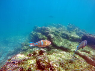 Yellow parrot fish at Punta Espinoza, Galapagos Islands, Fernandina, Ecuador