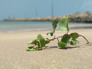 leaf