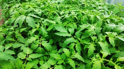 Tomato seedlings close up. Growing seedlings of vegetables for summer cottages.