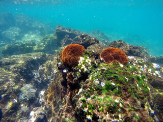 Orange and black sea stars on a rock at Punta Espinoza, Galapagos Islands, Fernandina, Ecuador