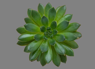 A succulent flower on a gray background.