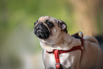 pug portrait