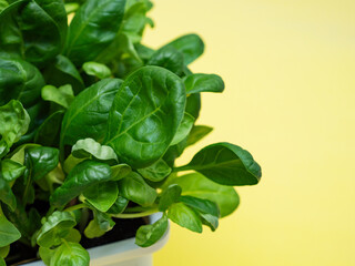 Fresh green micro-green spicy on a yellow background.