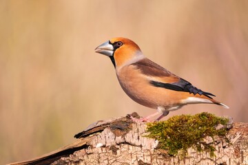 Naklejka premium Kernbeißer an der Futterstelle