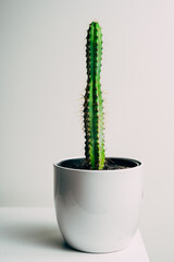 Beautiful healthy stick cactus in a white pot in an apartment - decoration