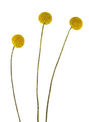 Set of round yellow craspedia flowers isolated