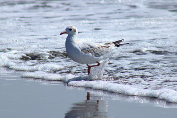Agitando el agua con su pata, la juvenil gaviota cahuil huye corriendo de las olas a travez del agua y la espuma.