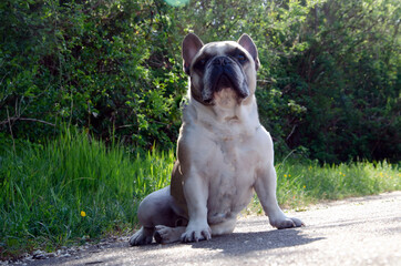 Bulldogge, R&uuml;de, cool, Frenchie, Bully, franz&ouml;sische Bulldogge,