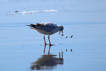Las piezas de comida están en el aire, desechadas por un inmaduro Gaviota Cahuil que vomita lo que encontró en el arena mojada. Se ve el reflejo del ave y de la comida en el espejo de arena