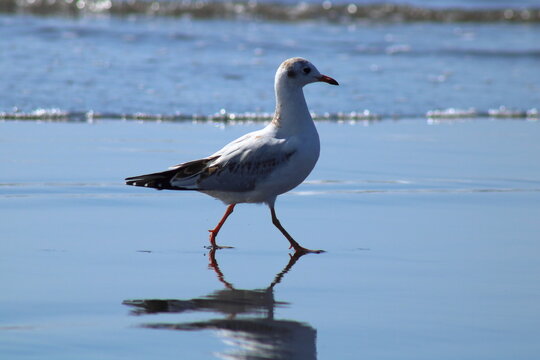 Una gaviota de capucha caf&eacute;, en edad juvenil, camina relajada en la playa causando su propio rejejo en el espejo de arena mojada