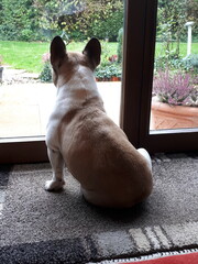 franz&ouml;sische Bulldogge, Bully, alleine, warten, beobachten, aufmerksam, Interesse