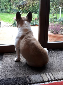franz&ouml;sische Bulldogge, Bully, alleine, warten, beobachten, aufmerksam, Interesse