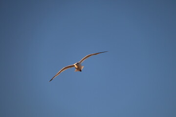 seagull in flight