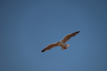 seagull in flight