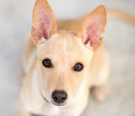 Puppy Dog Cute Vertical