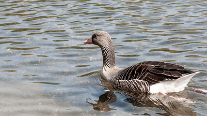 country goose swimming in the lake