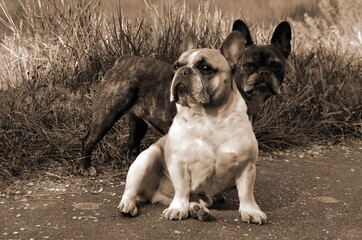 Franz&ouml;sische Bulldoggen, Bullys, H&uuml;ndin und R&uuml;de