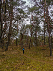 Forest in winter, cold day trip, travel. Swinoujscie, Poland