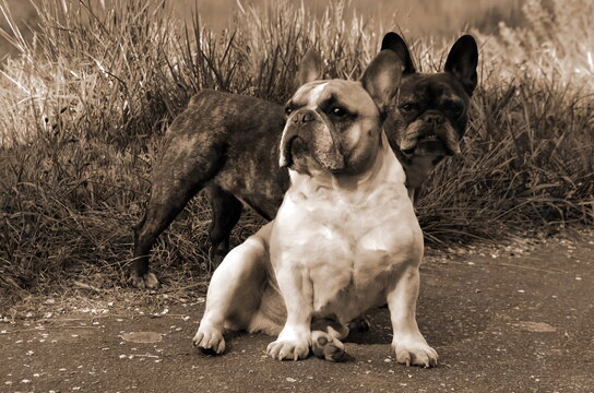 Franz&ouml;sische Bulldoggen, Bullys, H&uuml;ndin und R&uuml;de