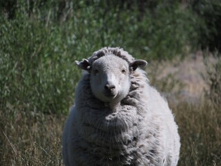 Fototapeta premium sheep in the wild