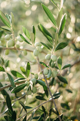 branches of an olive tree in the setting sun. Travel to Italy