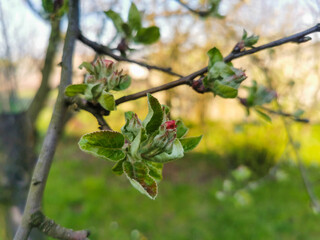 Apple tree before blossom, naked tree branches with small flowers and leaves