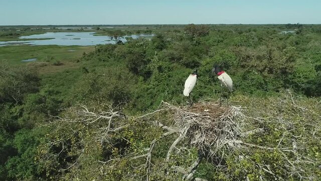 Brazilian bird in nest with eggs | Jabiru mycteria
