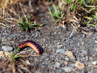 giant caterpillar or larva in the grass