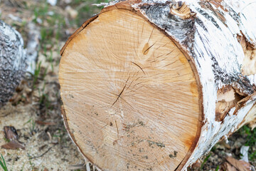 Sawed tree, birch in the forest.