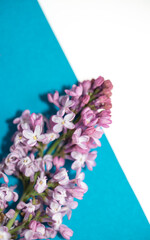 slightly withered lilac blossom isolated on blue paper and white ground - macro lens, shallow depth of field