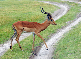 Male gazelle crosses the track