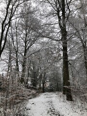 winter in the forest