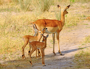 Female gazelle with puppies in Botswana savannah.