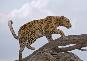 Young leopard on a tree in Chobe N.P., Moremi Game Reserve, Botswana