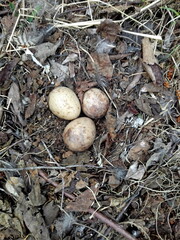 Wood sandpiper female nest. Spring forest nature. Unique decoration image