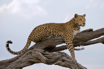 Young leopard on a tree in Chobe N.P., Moremi Game Reserve, Botswana