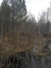 Spring forest nature. Bright colorful morning with sunbeams through tree branches. Unique landscape for decoration