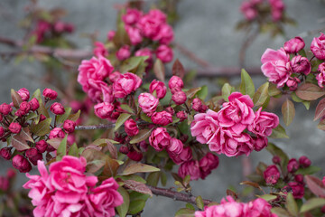 delicate old fashioned deep pink crab apple tree blossoms on grey